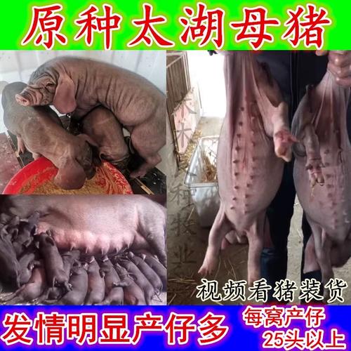 母猪品种产仔数怎么选？-图3