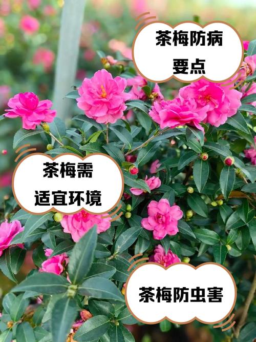 茶梅的品种和名称图片-图2 茶梅的品种和名称图片-图2