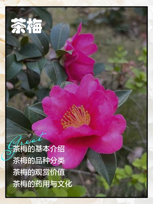 茶梅的品种和名称图片-图1 茶梅的品种和名称图片-图1