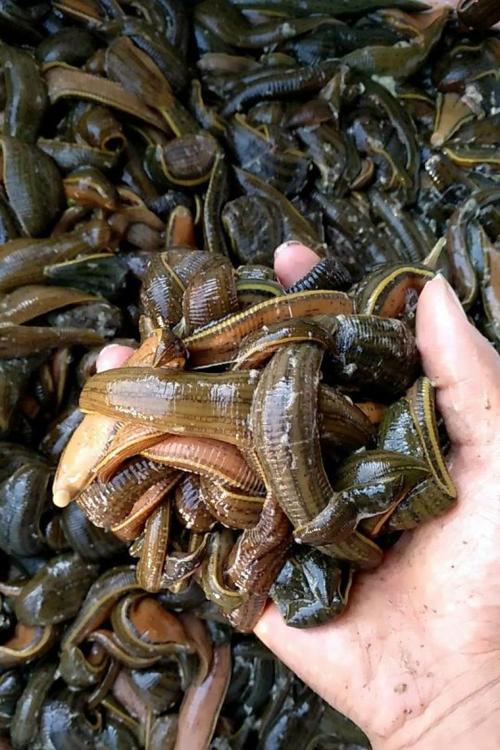 哪种蚂蝗品种价值最高？-图2