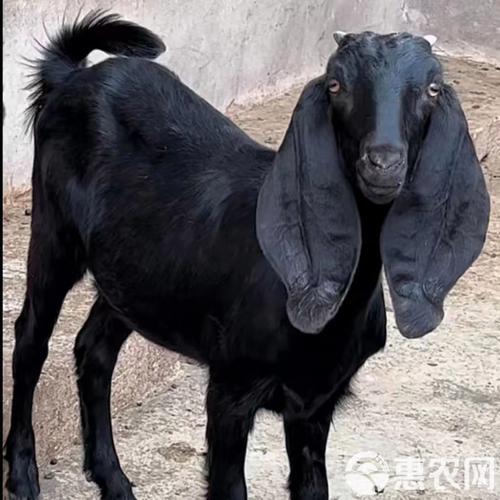 山羊品种哪个最好?-图3 山羊品种哪个最好?-图3