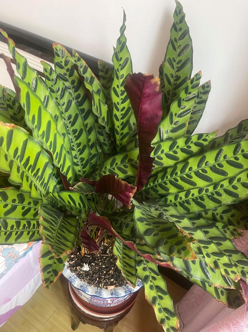 竹芋开花品种有哪些？-图1