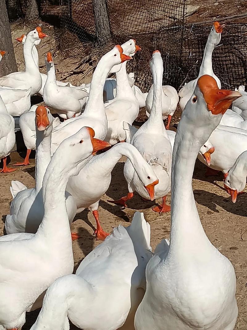 什么品种的鹅适合放养-图3