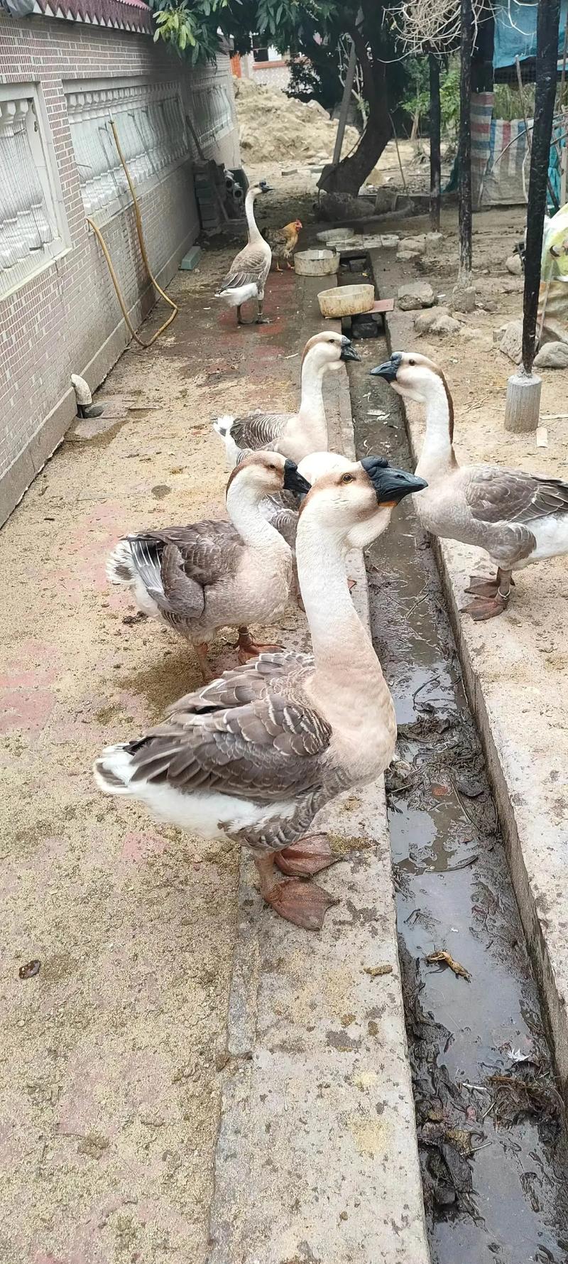 什么品种的鹅适合放养-图2