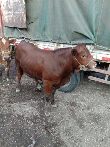 山东黄牛品种有哪些特色?-图1 山东黄牛品种有哪些特色?-图1