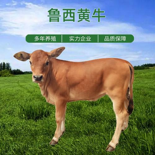 山东黄牛品种有哪些特色?-图3 山东黄牛品种有哪些特色?-图3