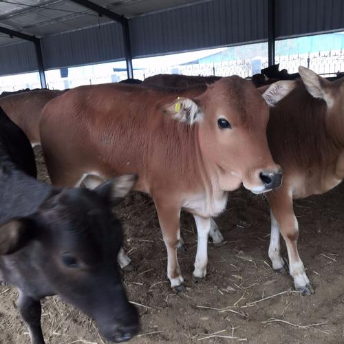 山东黄牛品种有哪些特色?-图2 山东黄牛品种有哪些特色?-图2