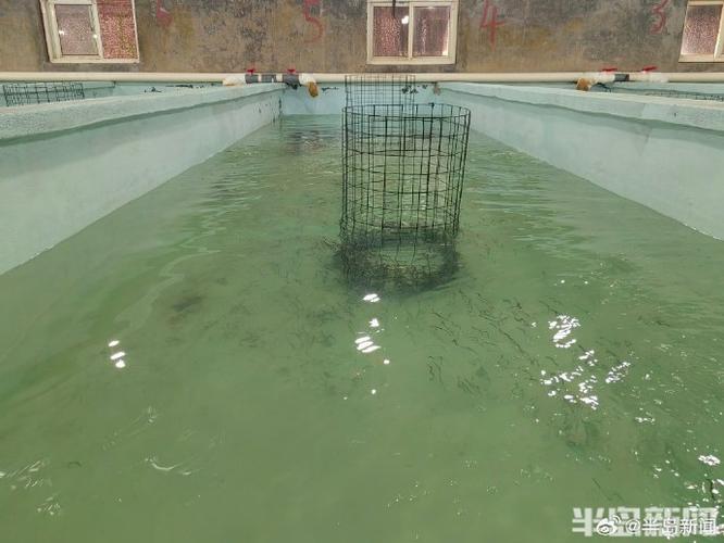 海蜇池塘立体养殖技术怎么搞？-图1