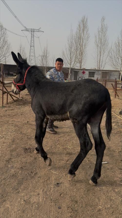 养殖肉驴选什么品种好？-图1