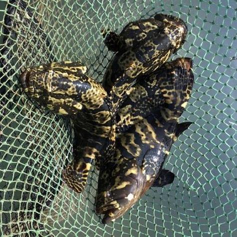 珍珠龙胆鱼苗养殖技术-图2