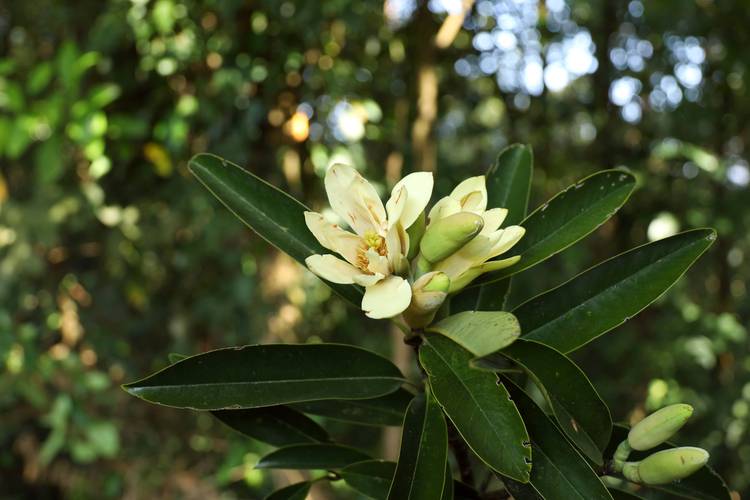 含笑品种有哪些？附图片详解。-图1