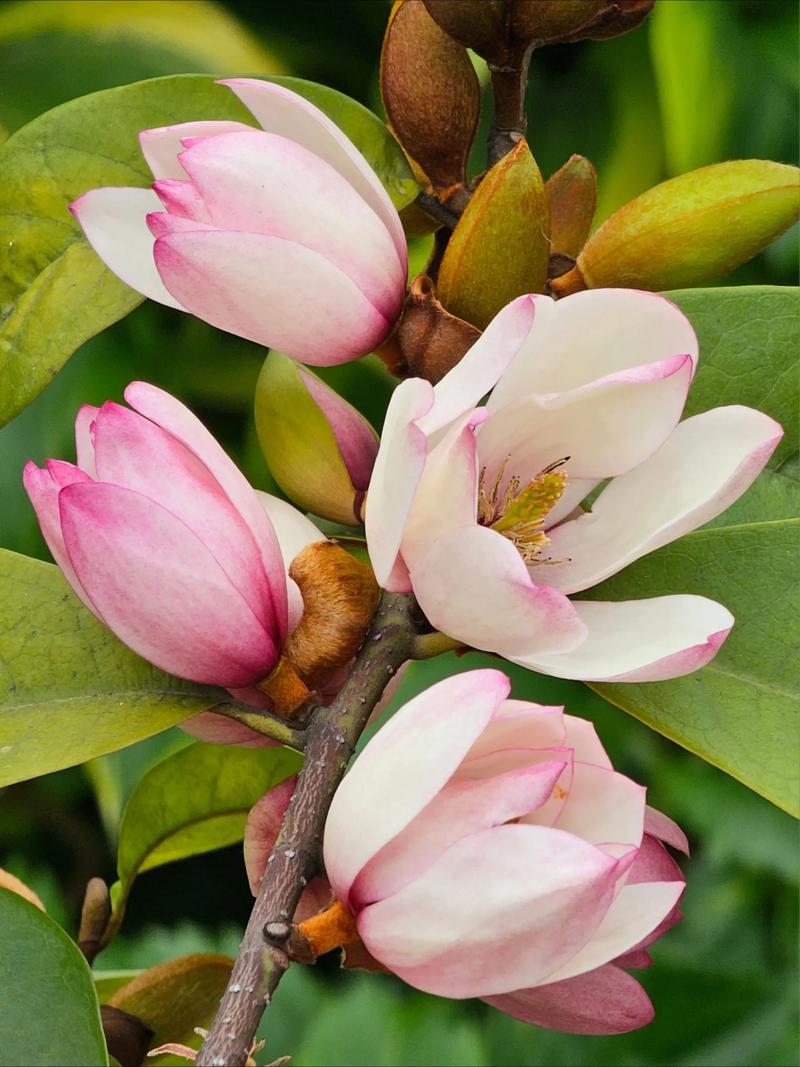 含笑品种有哪些？附图片详解。-图2