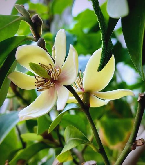 含笑品种有哪些？附图片详解。-图3