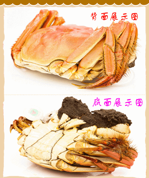 河蟹价格最新行情如何？-图1