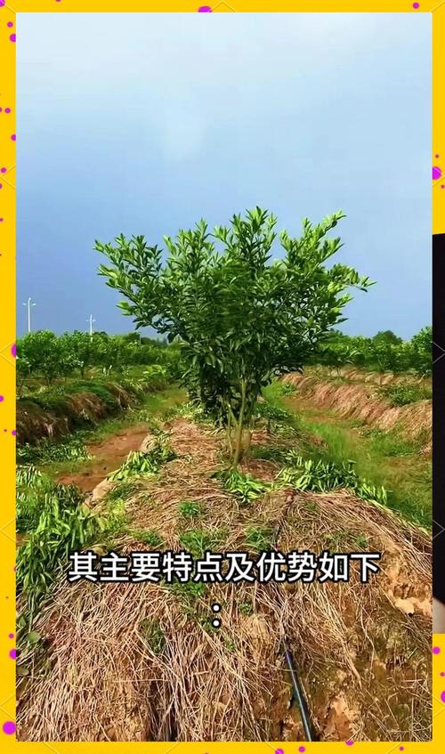 大棚柑橘种植技术视频,如何高效管理?-图1 大棚柑橘种植技术视频,如何高效管理?-图1