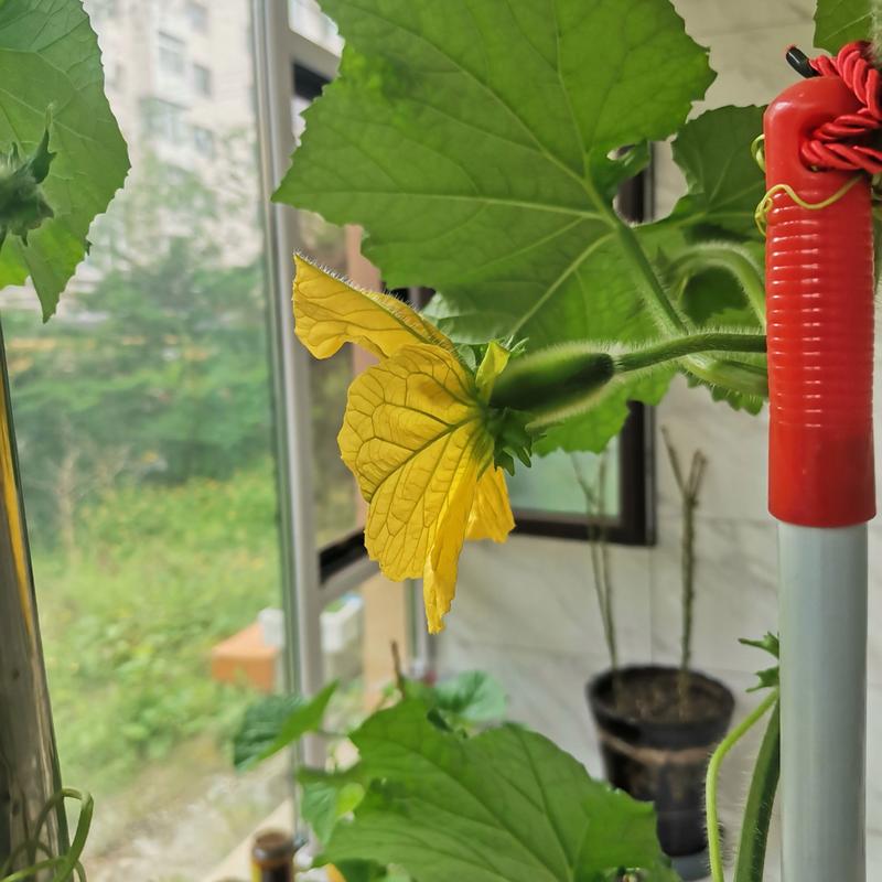 盆栽冬瓜管理技术视频有哪些要点？-图2