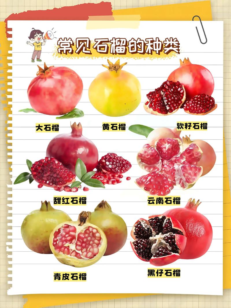 石榴常见品种有哪些?-图1 石榴常见品种有哪些?-图1