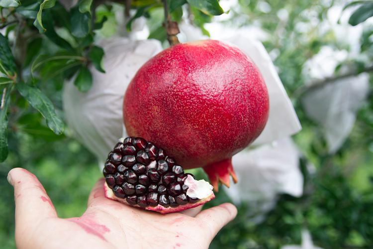 石榴常见品种有哪些?-图3 石榴常见品种有哪些?-图3