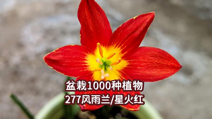盆栽红色的花品种大全-图2 盆栽红色的花品种大全-图2