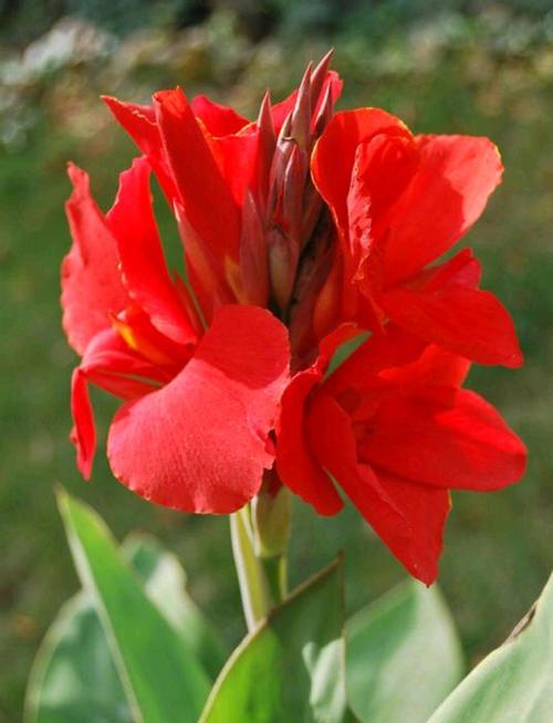 盆栽红色的花品种大全-图3 盆栽红色的花品种大全-图3