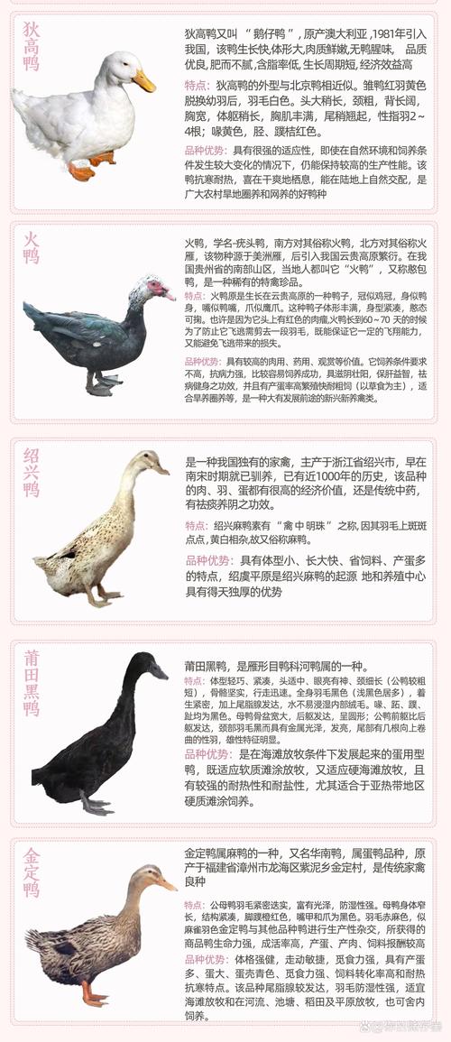 如何科学挑选适合的肉鸭品种？-图3