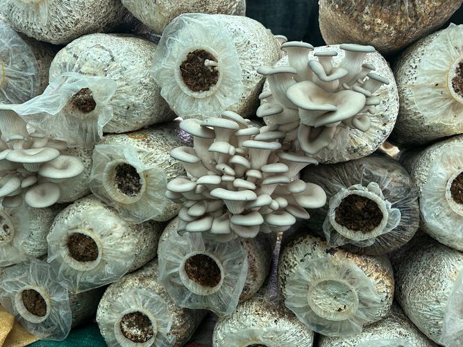 人工种植蘑菇品种有哪些?-图1 人工种植蘑菇品种有哪些?-图1
