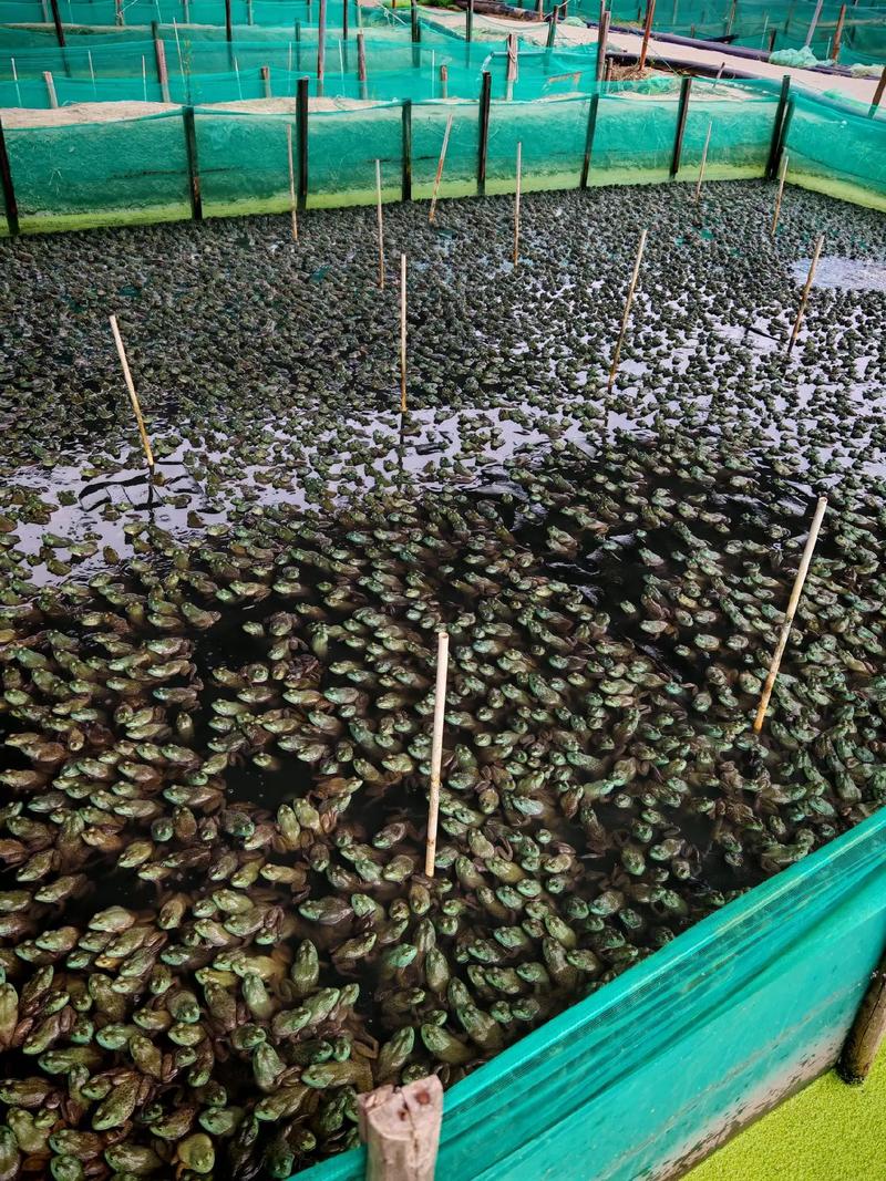 养殖青蛙哪有技术提供-图1 养殖青蛙哪有技术提供-图1