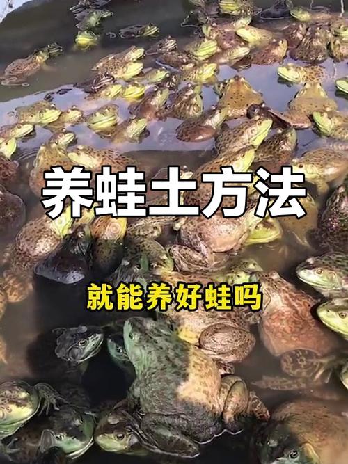 养殖青蛙哪有技术提供-图3 养殖青蛙哪有技术提供-图3