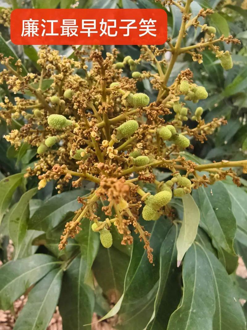 荔枝高产栽培管理技术有哪些关键要点?-图1 荔枝高产栽培管理技术有哪些关键要点?-图1