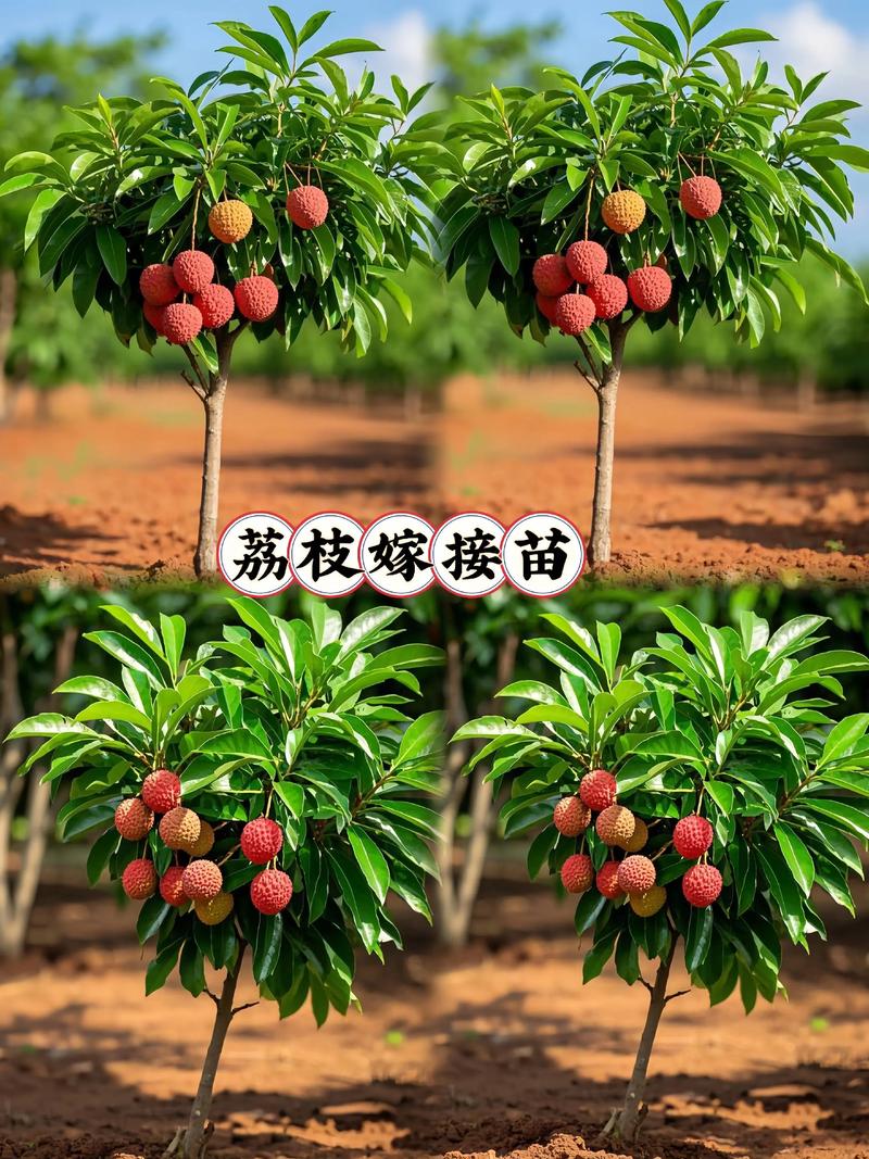 荔枝高产栽培管理技术有哪些关键要点?-图2 荔枝高产栽培管理技术有哪些关键要点?-图2