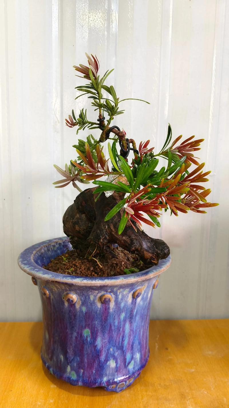 哪些盆栽品种最值钱?-图1 哪些盆栽品种最值钱?-图1