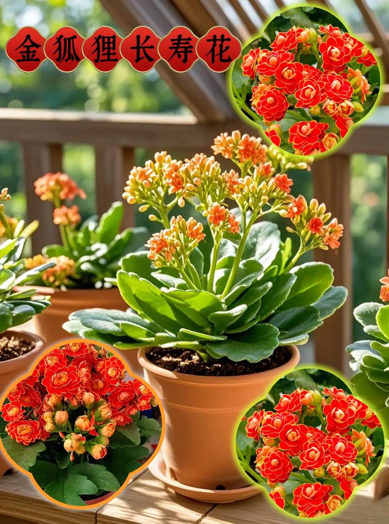 哪些盆栽品种最值钱?-图2 哪些盆栽品种最值钱?-图2