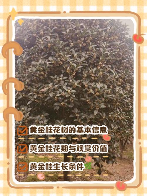 什么桂花品种最贵？-图3