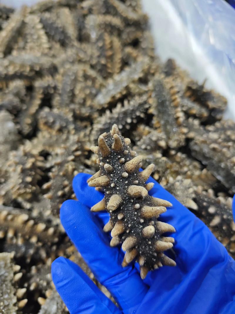 2025威海海参价格会涨还是跌？-图2