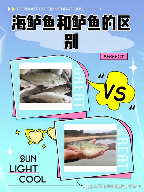 海水鲈鱼养殖技术视频，如何高效养殖？-图2