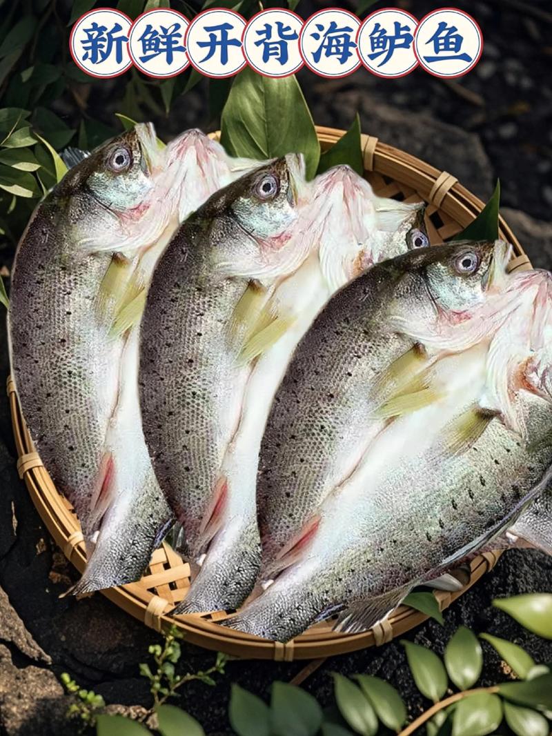 海水鲈鱼养殖技术视频，如何高效养殖？-图1