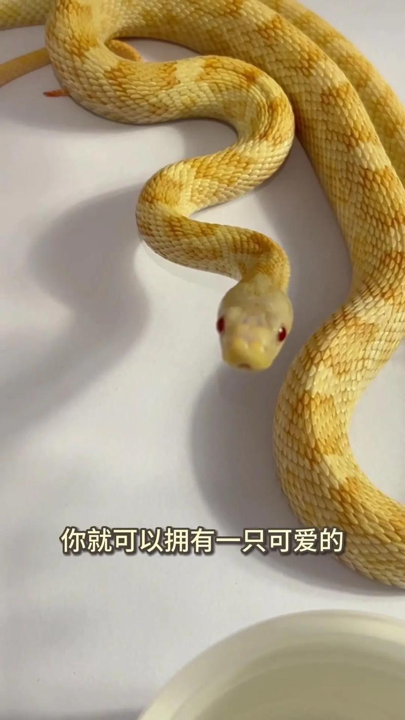 宠物蛇养殖技术视频,新手该怎么学?-图1 宠物蛇养殖技术视频,新手该怎么学?-图1