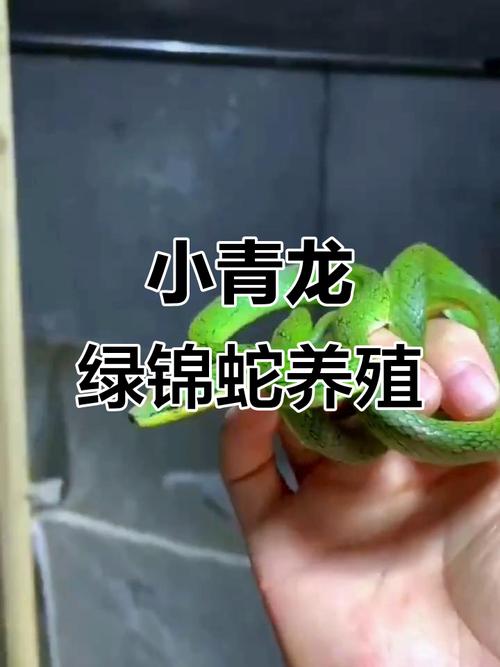 宠物蛇养殖技术视频,新手该怎么学?-图2 宠物蛇养殖技术视频,新手该怎么学?-图2