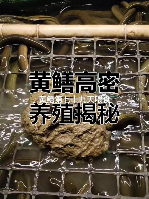 黄鳝养殖教程哪里下载？-图2