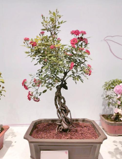 月季盆栽管理视频有哪些关键技巧？-图1