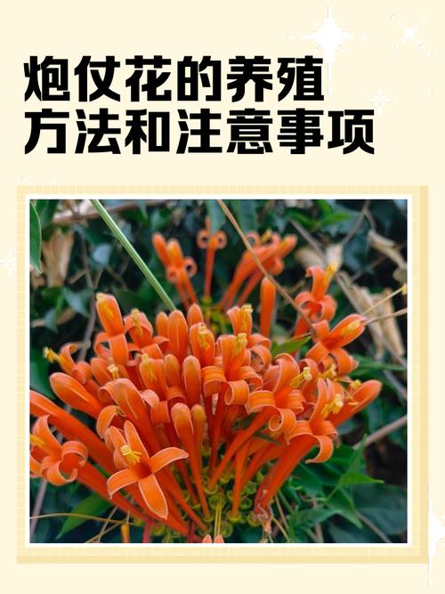 花卉火鸡养殖技术有哪些关键要点？-图3