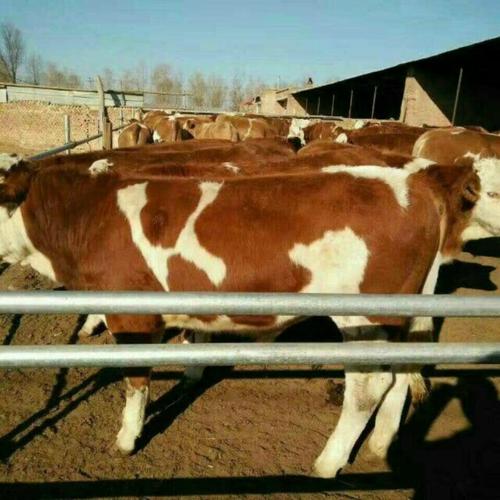 海福特牛哪个品种最好？-图2