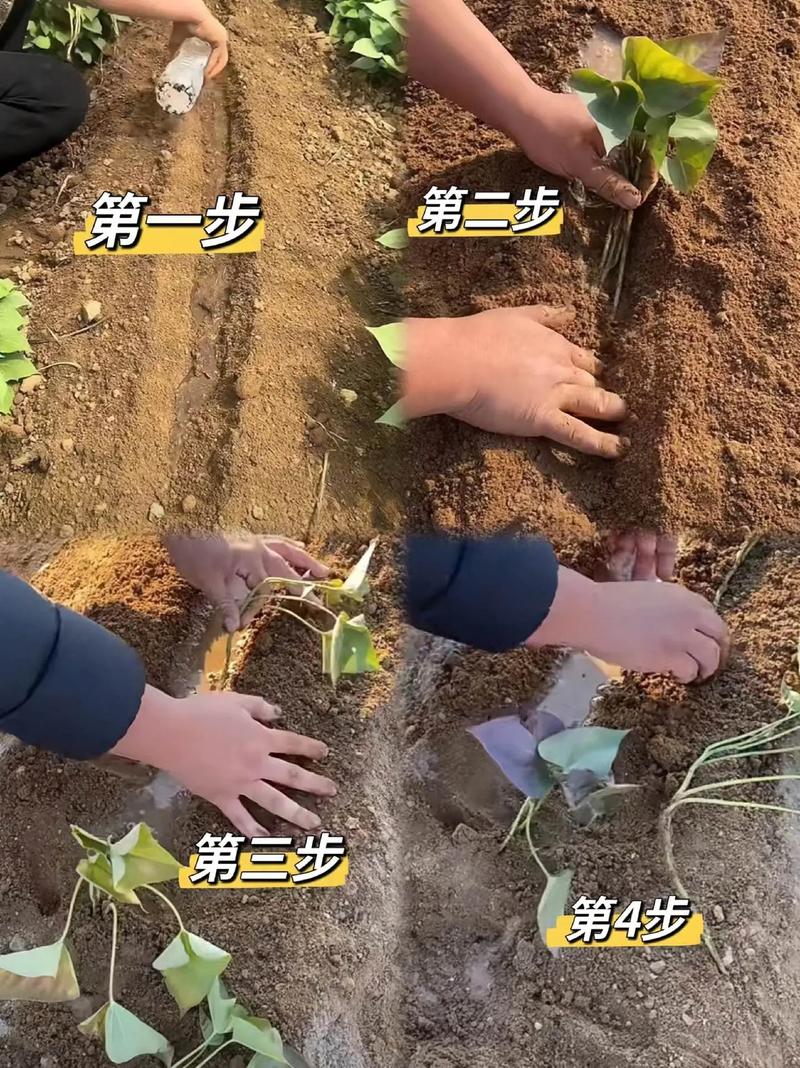 广东农村红薯种植技术有哪些关键要点？-图2