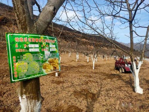 冬天核桃管理视频有哪些关键技术？-图1