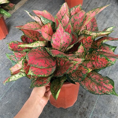 红如意皇后到底有几个品种？-图2