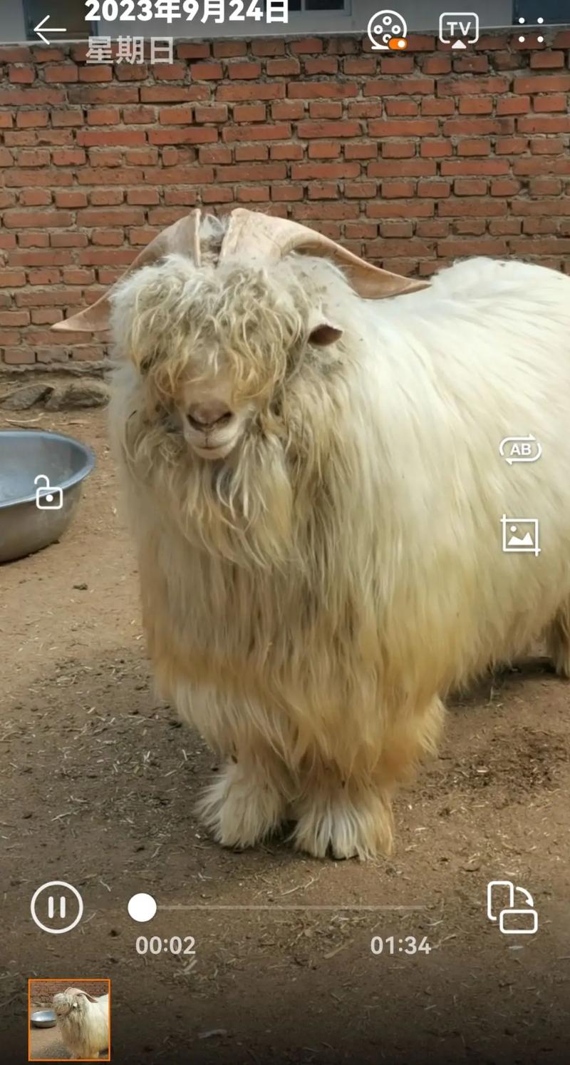 哪种绒山羊品种品质最优?-图2 哪种绒山羊品种品质最优?-图2