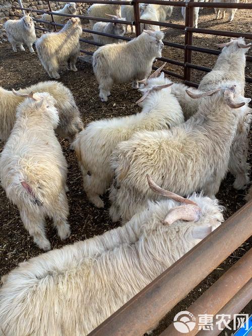 哪种绒山羊品种品质最优?-图3 哪种绒山羊品种品质最优?-图3
