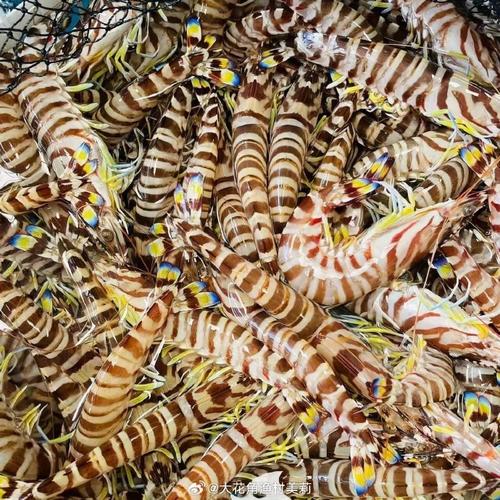 2025海南花虾价格-图1