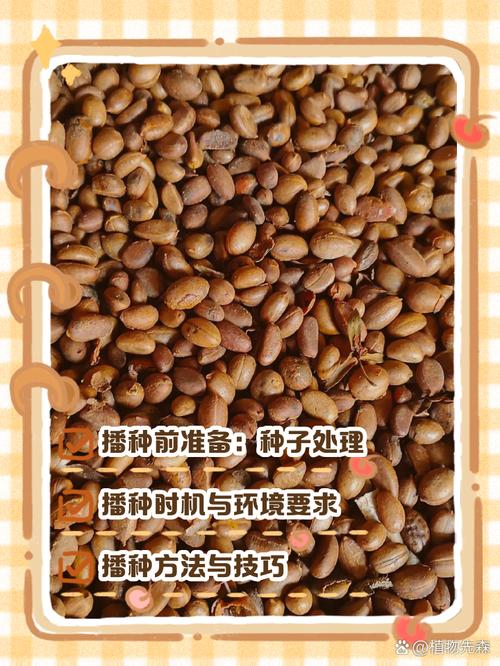 柿子种子栽培管理技术-图1 柿子种子栽培管理技术-图1