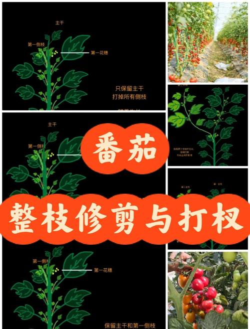 柿子种子栽培管理技术-图2 柿子种子栽培管理技术-图2